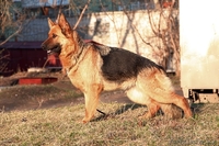 Щенки немецкой овчарки для выставок и разведения - Изображение #2, Объявление #1153775