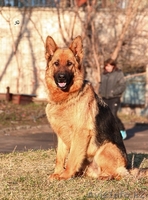 Щенки немецкой овчарки для выставок и разведения - Изображение #3, Объявление #1153775