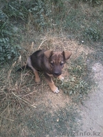 Отдам щенка в хорошие руки! - Изображение #1, Объявление #1144131