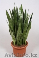 Интернет-магазин "Хэппи Молл" - Изображение #10, Объявление #1153747