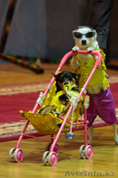 Бабочкин и К! Лучшее шоу для вас и ваших детей!!! - Изображение #9, Объявление #256054