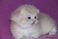 MIR-PROUN питомник кошек драгоценных окрасов - Изображение #3, Объявление #1156935