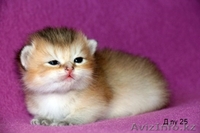 MIR-PROUN питомник кошек драгоценных окрасов - Изображение #1, Объявление #1156935