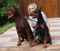 щенки добермана из питом Кипинг Квайт ФЦИ - Изображение #6, Объявление #1164190