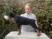 щенки добермана из питом Кипинг Квайт ФЦИ - Изображение #4, Объявление #1164190