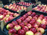 яблоки и др. фрукты из европы - Изображение #1, Объявление #1156952