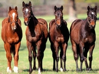 Лошади, коровы на согым - Изображение #1, Объявление #1179520