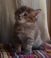 Мейн-кун котята - Изображение #3, Объявление #1178986