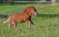 Продажа пони. Пони-ферма. - Изображение #2, Объявление #1183035