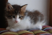 Мейн-кун котята - Изображение #6, Объявление #1178986