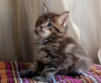 Мейн-кун котята - Изображение #1, Объявление #1178986