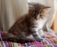 Мейн-кун котята - Изображение #2, Объявление #1178986