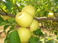 Продажа яблок в Алматы - Изображение #1, Объявление #1183753