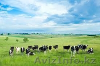 Продам говядину и конину на согым - Изображение #6, Объявление #1185446