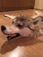 Шкура волка с головой - Изображение #2, Объявление #1197395