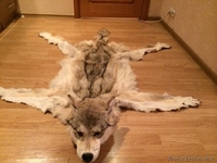 Шкура волка с головой - Изображение #3, Объявление #1197395