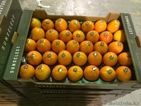 Продаем хурму из Испании - Изображение #1, Объявление #1190235
