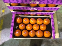 Продаем хурму из Испании - Изображение #2, Объявление #1190235