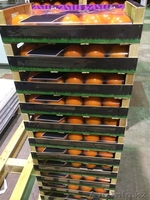 Продаем хурму из Испании - Изображение #8, Объявление #1190235