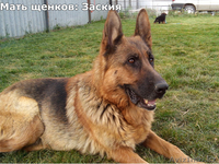 Продам Щенков немецкой овчарки в Алматы - Изображение #1, Объявление #1188902