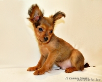 Русский той-терьер "Из Лунной Сонаты" - маленький красивый мальчик. - Изображение #1, Объявление #1207510
