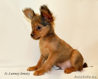 Русский той-терьер "Из Лунной Сонаты" - маленький красивый мальчик. - Изображение #2, Объявление #1207510