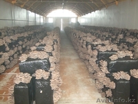 Организуем грибное производство  - Изображение #2, Объявление #1199266