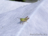 Укрывной материал Agr-30, Agr-17 - Изображение #2, Объявление #1218914