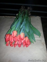 Роскошные, Голландские ТЮЛЬПАНЫ на восьмое Марта  - Изображение #4, Объявление #1226418