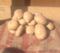 Картофель молодой - Изображение #1, Объявление #1229986