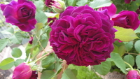 Саженцы старинных английских роз - Изображение #6, Объявление #1228005
