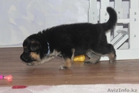 продам Чистокровных Щенков Немецкой Овчарки - Изображение #4, Объявление #1233879