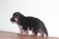 продам Чистокровных Щенков Немецкой Овчарки - Изображение #6, Объявление #1233879