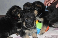 продам Чистокровных Щенков Немецкой Овчарки - Изображение #8, Объявление #1233879