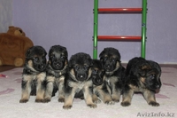 продам Чистокровных Щенков Немецкой Овчарки - Изображение #1, Объявление #1233879