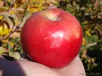 Саженцы Айдаред в Алматы. Яблоня Айдаред оптом 500 тенге - Изображение #1, Объявление #1255751
