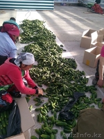 свежие огурцы оптом - Изображение #2, Объявление #1251530