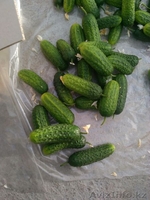 свежие огурцы оптом - Изображение #3, Объявление #1251530