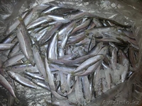 Рыба мороженая с доставкой - Изображение #1, Объявление #1250993