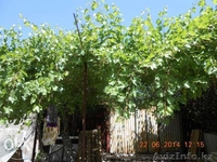 Продам дом. Срочно!!! - Изображение #8, Объявление #1141769