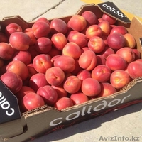 Oliver Fruits  S.L.  - Изображение #10, Объявление #1258705