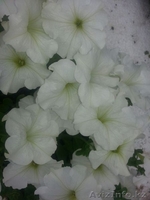 Рассада цветов! Петуния и Тагетис! - Изображение #2, Объявление #1262104