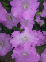 Рассада цветов! Петуния и Тагетис! - Изображение #3, Объявление #1262104