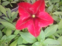 Рассада цветов! Петуния и Тагетис! - Изображение #4, Объявление #1262104