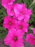 Рассада цветов! Петуния и Тагетис! - Изображение #5, Объявление #1262104