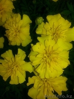 Рассада цветов! Петуния и Тагетис! - Изображение #6, Объявление #1262104