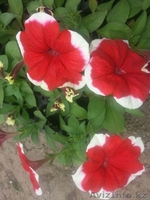 Рассада цветов! Петуния и Тагетис! - Изображение #7, Объявление #1262104