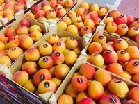 продаем абрикос - Изображение #3, Объявление #1270812