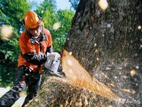 Спил и обрезка деревьев любй сложности в Алматы - Изображение #4, Объявление #1274068