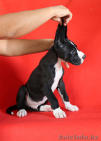 Щенки Немецкого Дога., из Питомника "TEMIR-HOUSE". г.Бишкек,Кыргызстан - Изображение #2, Объявление #1272933